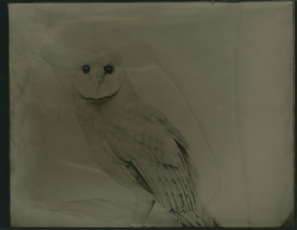 Owl, II